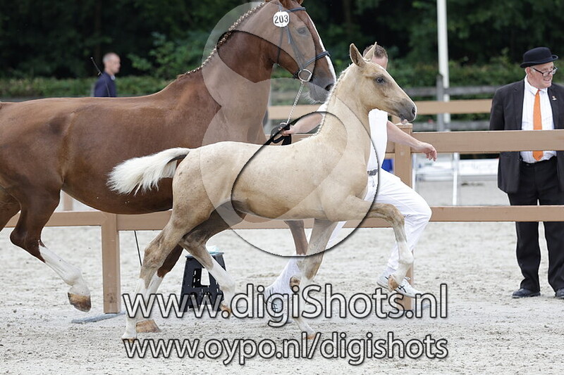 Vancouver VB v. Odin