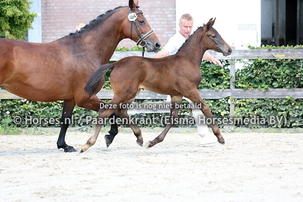 104 Velvet Twin Sister (One Million x Mariagold v. Habanna)