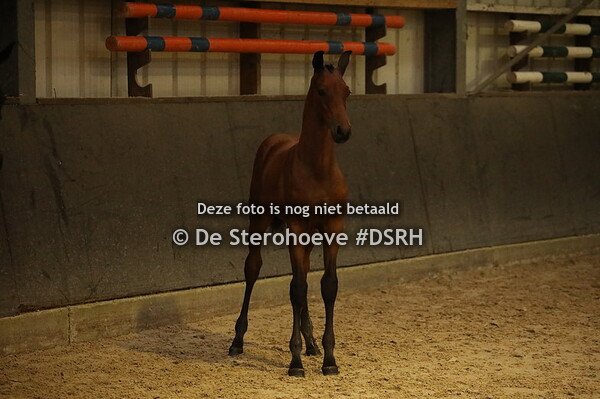 b. 15.dressuurveulens