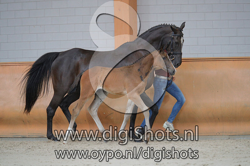 Oxxiss v. Untouchable