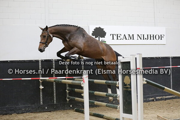 25 Panory (Zinedine x Fanory v. Cardento)