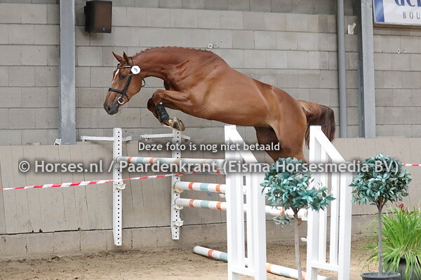 9 Osiria ES (Kallmar VDL x Isolde v. Cunamo)