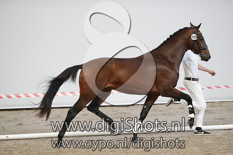 Magnificient Summer v. Dark Pleasure