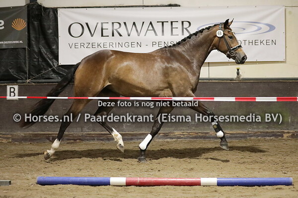 68 Oakley (Deparon US x facey Zelma v. Oscar)