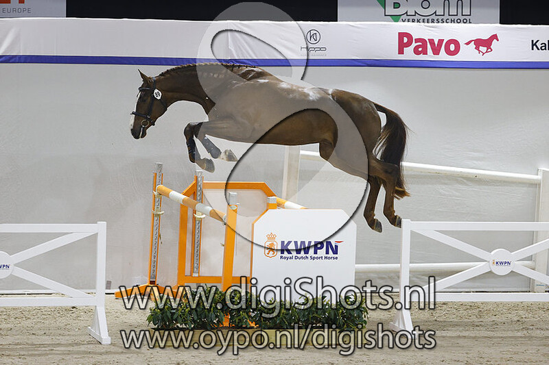 Saltador ter Putte v. For Pleasure