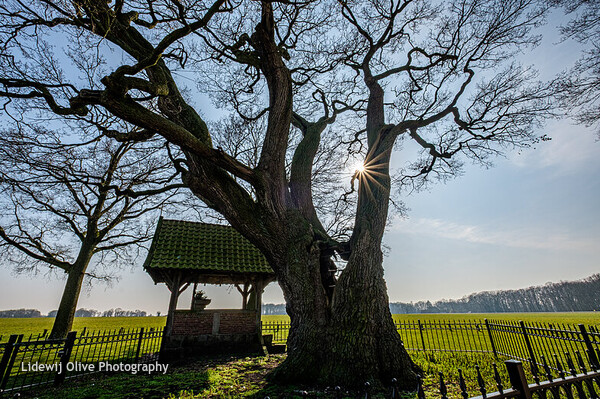 Fleringen Kroezeboom 