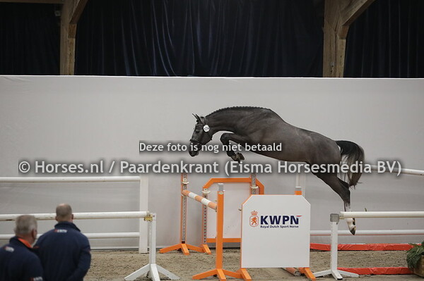 174 Singleton Keizersberg Z (Scotch on Ice x Unna v. Carano)