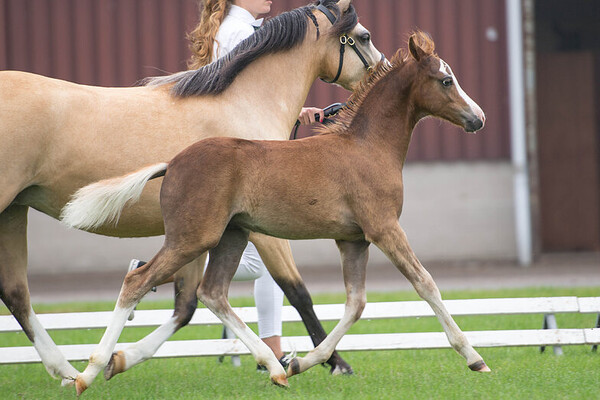 Regionale Keuring Sevenum