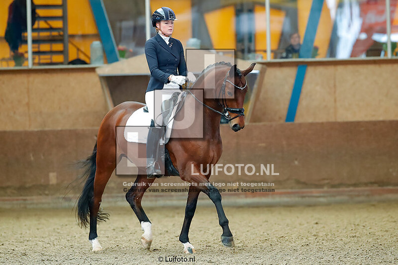 Regiokampioenschappen paarden dressuur