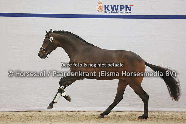 327 (Dutch Dream x Furst Romancier)