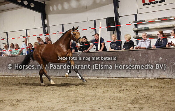 23 Royal Dolly (Las vegas x L'Avantgarde v. Glamourdale)