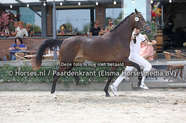 48 Solana Dyloma LU (So Perfect x Helabitha v. Uphill)