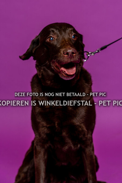 hond 06