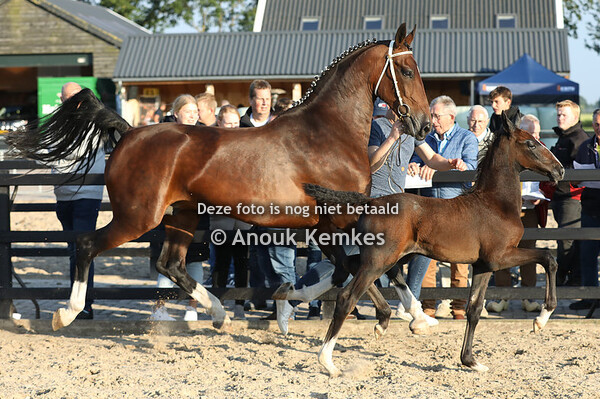 Uliena MN ( Magnifiek x Eebert )