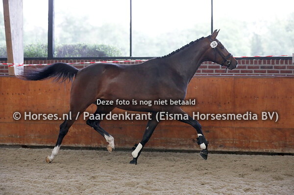 32 Pticela (Kjento x Extase v. Vivaldi)