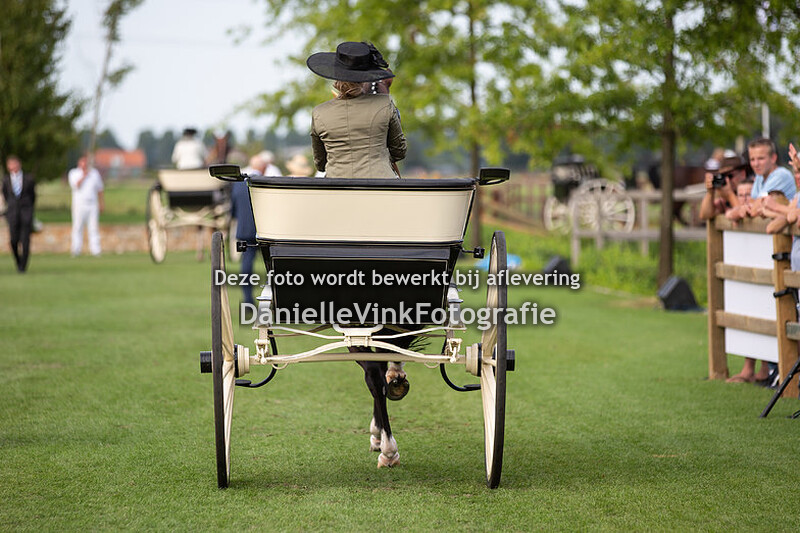 Tuigpaarden damesklasse