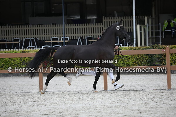 247 Kadolein (Alexandro P x Madolein v. Fabricius)