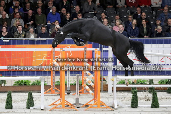 290120 HK Den Bosch 2020 Springhengsten