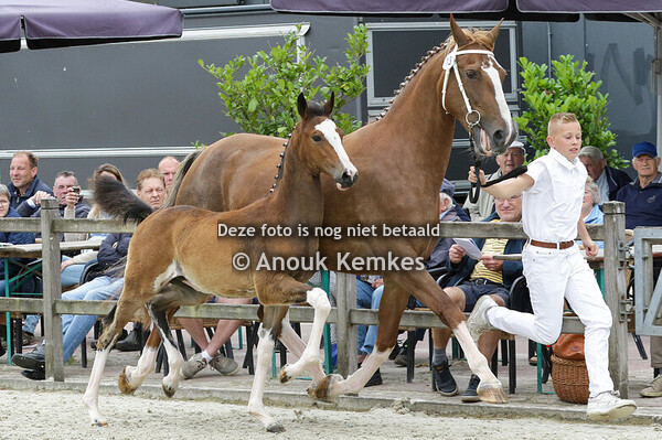 013 - ULINE ICELLIE X ATLEET H. OOSTERLOO-BOONSTRA, ZEVENHUIZEN