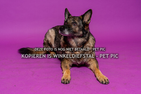 hond 10