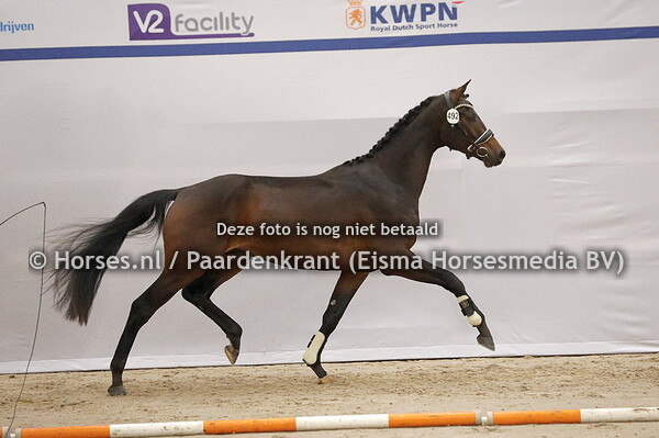 492 Re cvastello (Revolotion x Moda Vrouwe)