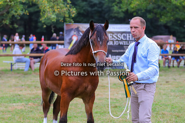 Sektion D 1-2 Stuten und Hengste