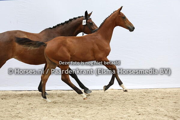 24 Vamira M (United Touch x Zamira v. Oram)