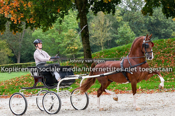 tussenbeoordeling tuigpaardhengsten 2025