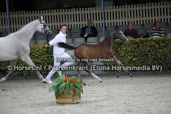 114 Only (Kasper DDH x beaniek v. Valentino DDH)