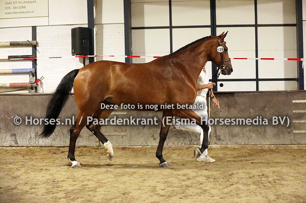 189 Itendra (Dallas x Zatendro v. Contendro)