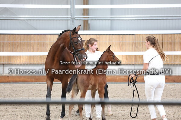 224 Vigor (Mauro Turfhorst x Brunt Minka v. Don Primaire)