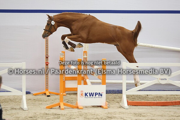 4 (All Star x Baloubet du Rouet)