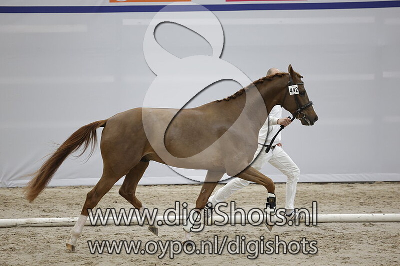 Papillon v. King Karim - 443