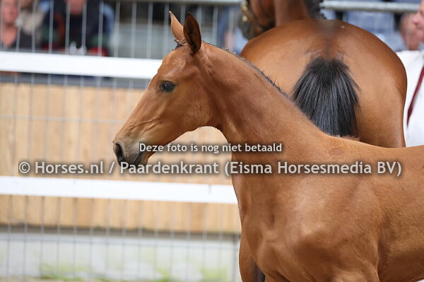 44 Vila (Uranuis van't Zorgvliet x Noname v. Ducati van Sch)