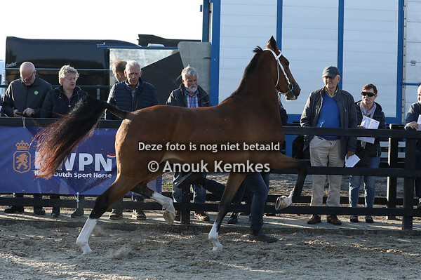 Ruwalda BP ( Hertog Jan x Delviro HBC )