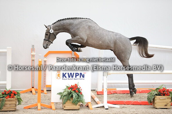 40 Cohinoor VDL x Indoctro