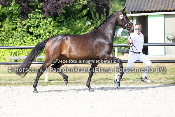 19 Sizzylou  MTH (v.Ziyech x Lobilou MTH v. Govenor)