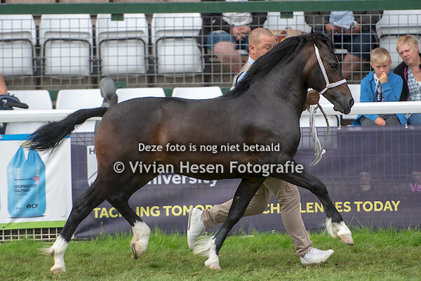 Yearling fillies section C