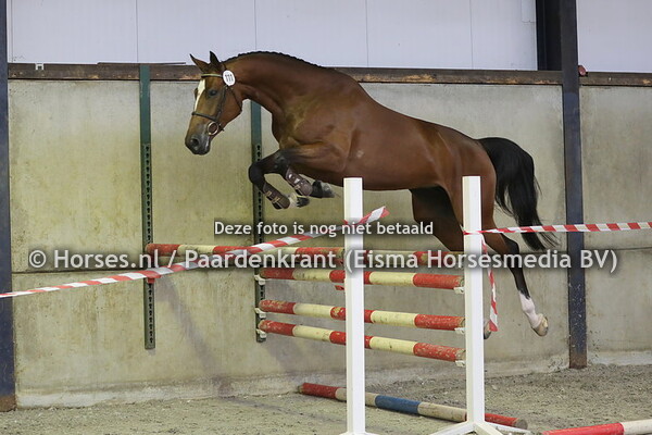 111  Royal Flyn (Ryal Feu x Orashi v. Cruising)