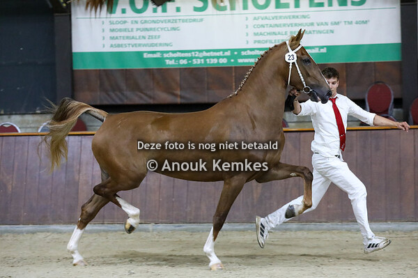 Rimone GSM ( Lancelot x Atleet )