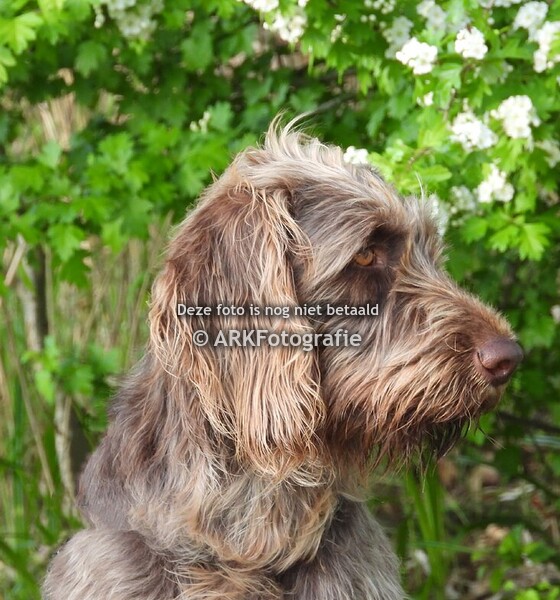 Duitse staander draadhaar x Vizsla