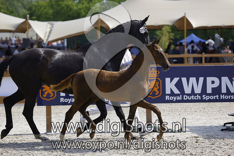 Tiger Lilly Lola EMJ v. Nordic Blue Hors