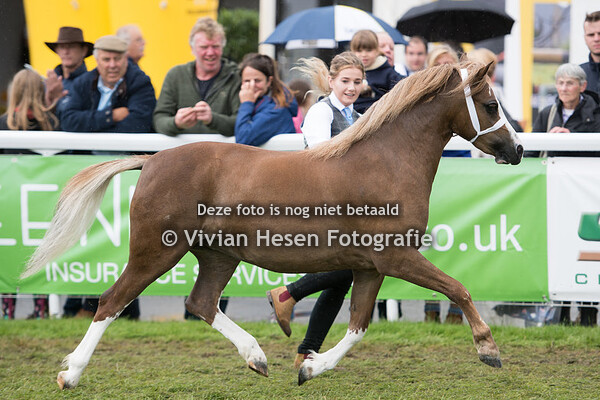 2 Year Old Fillies Section A
