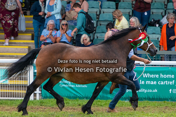 Section D (Mainly Senior Stallions and Championship