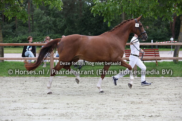 13 Minkel Star (Hometown x Twinkel Star v. Negro)