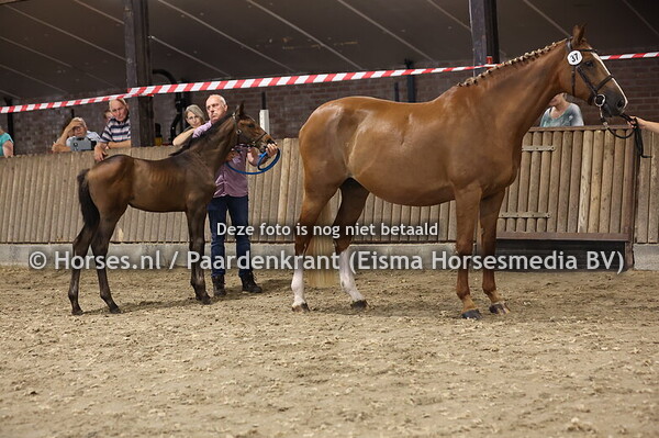 37 Catoki Girl (Catoki x Santinell v.Acord II)