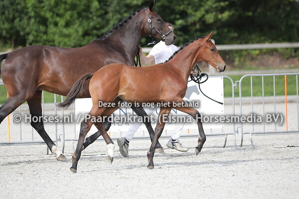 31 Spring Valley AC (Las Vegas x Doortje v. Zucchero)