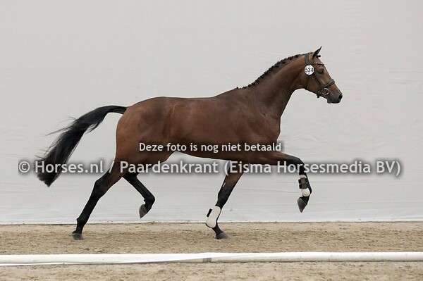 KWPN HK 1e bez dressuur 6 december 2021