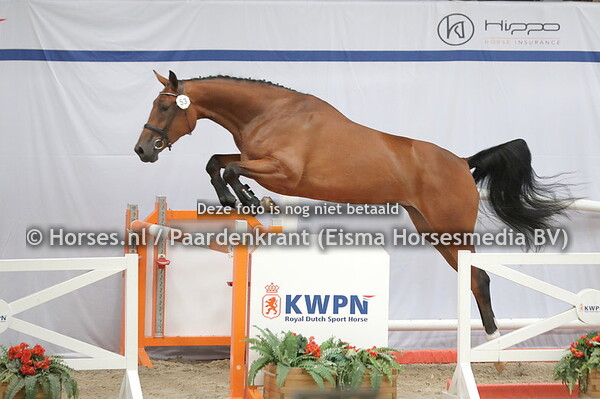 53 Orilja (Dallas VDL x Rilja v. laroche)