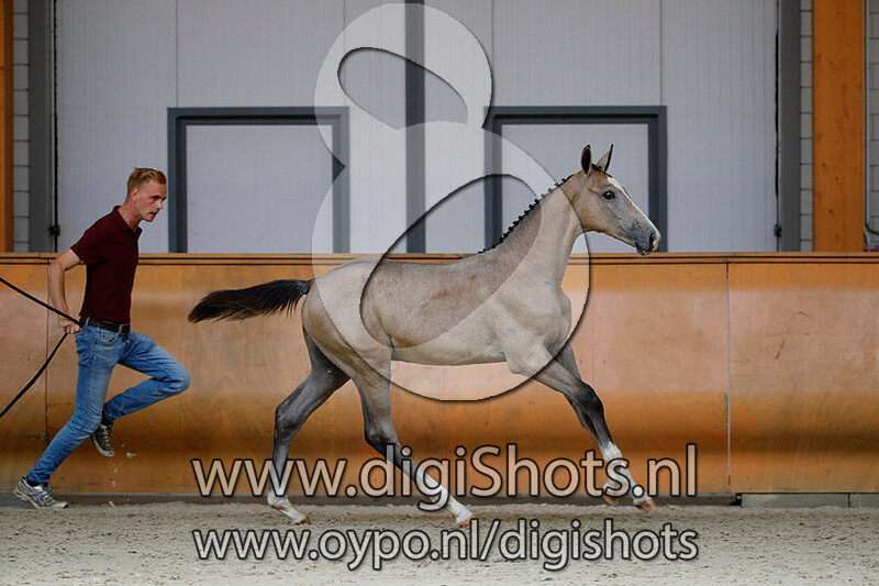 Nightrider SF v. Entertainer